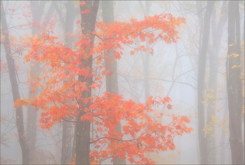 Another composition that lived in my mind until a magical morning of wandering in the autumn fog.  Film- fuji velvia 50