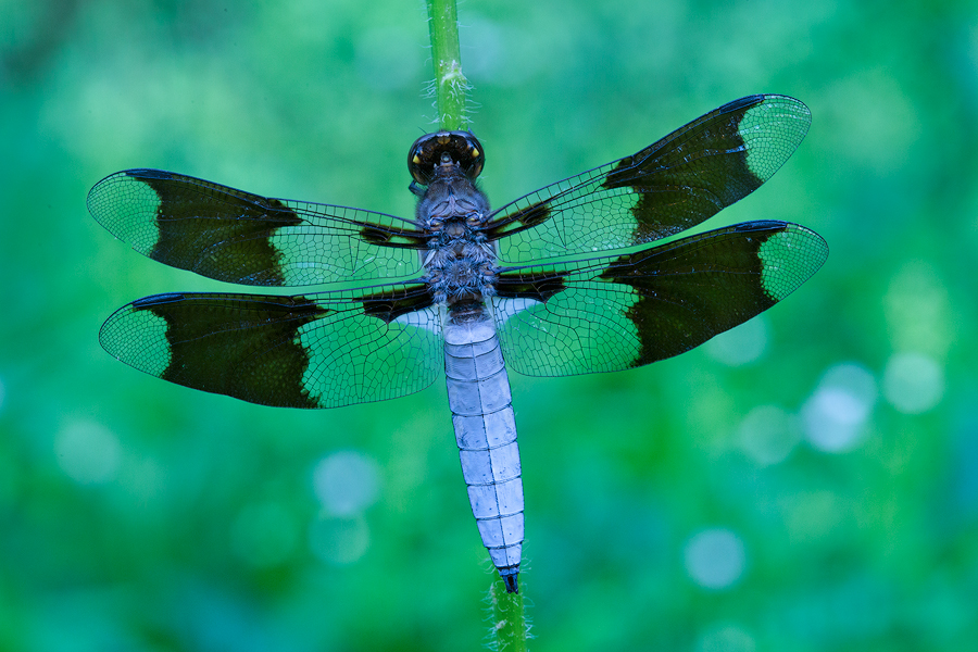 dragonfly, blue, common whitetail, morning, dew, massachusetts, patrick zephyr, macro, photography