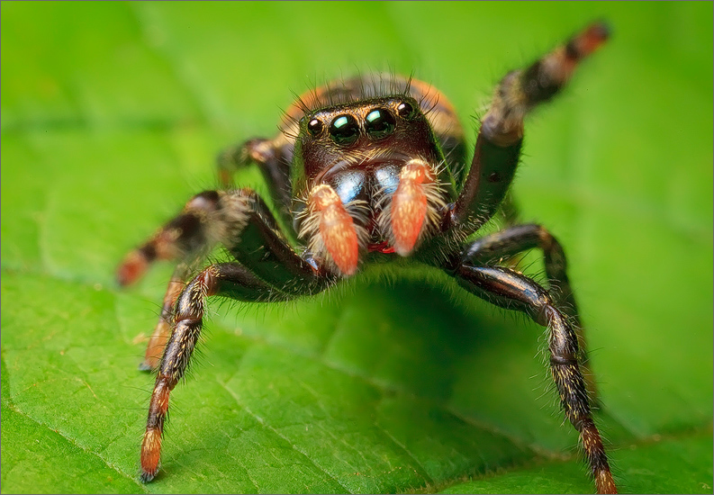 spider, jumping spider, arachnida, salticidae, insect, phidippus clarus
