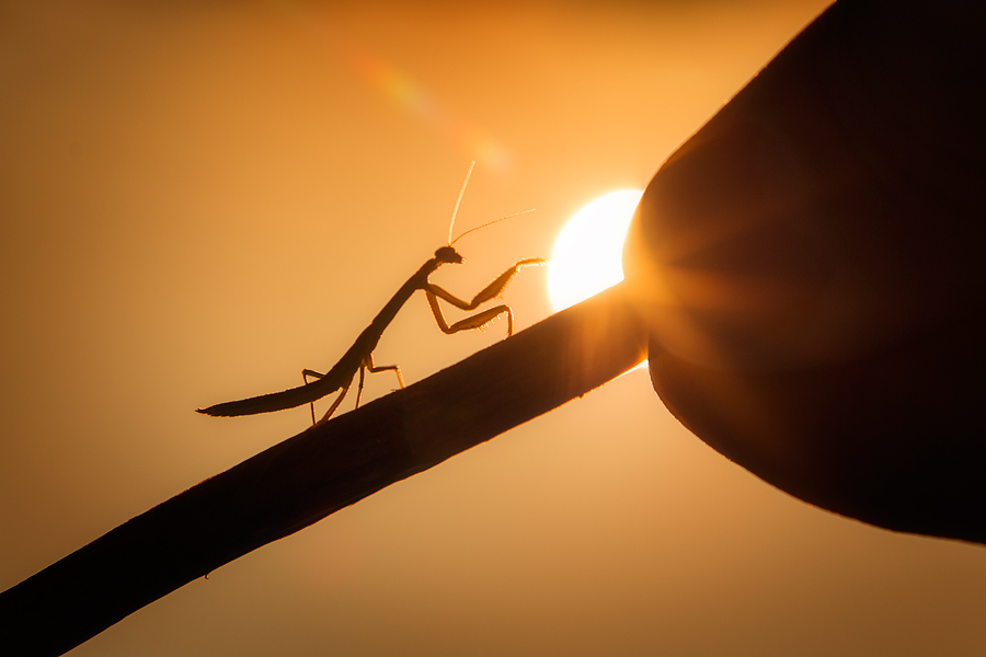 Chinese mantis -Tenodera sinensis I spent a week on Cape Cod and while visiting my favorite Phidippus cardinalis location found...