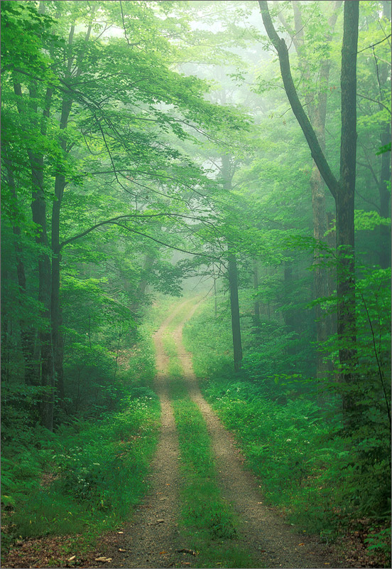 Road, green, quabbin reservoir, Massachusetts, fog