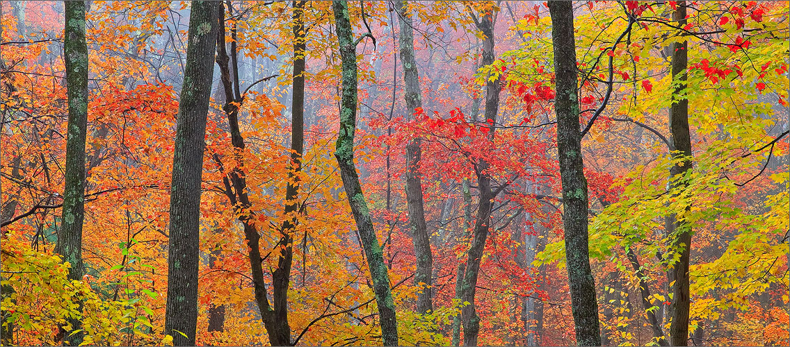 Forest, autumn, quabbin reservoir, crayola