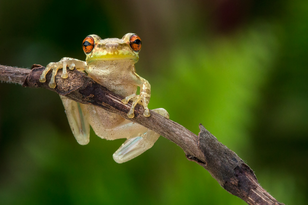 It seems that tree frogs like to hide out in the same places that jumping spider do :-) I found a bunch of treefrogs while I...