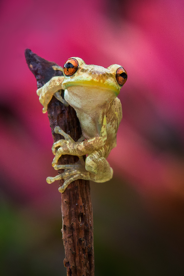 cuban tree frog,Osteopilus septentrionalis, tree frog, frog, amphibian, Patrick Zephyr