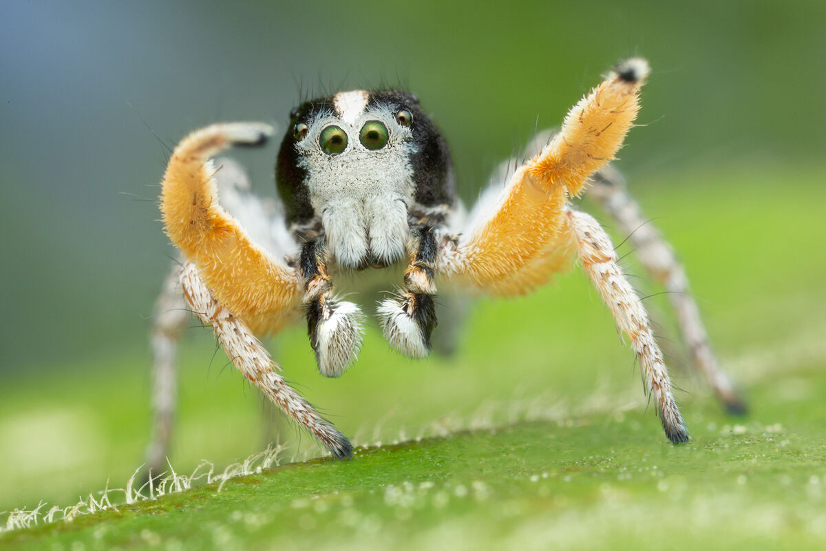 habronattus tarsalis, paradise spider, jumping spider, courtship display, salticidae