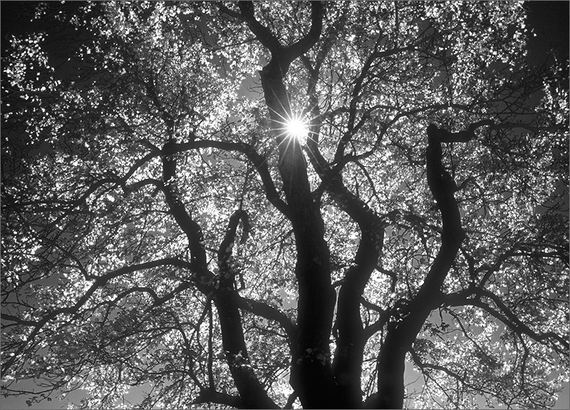 Tree, sun star