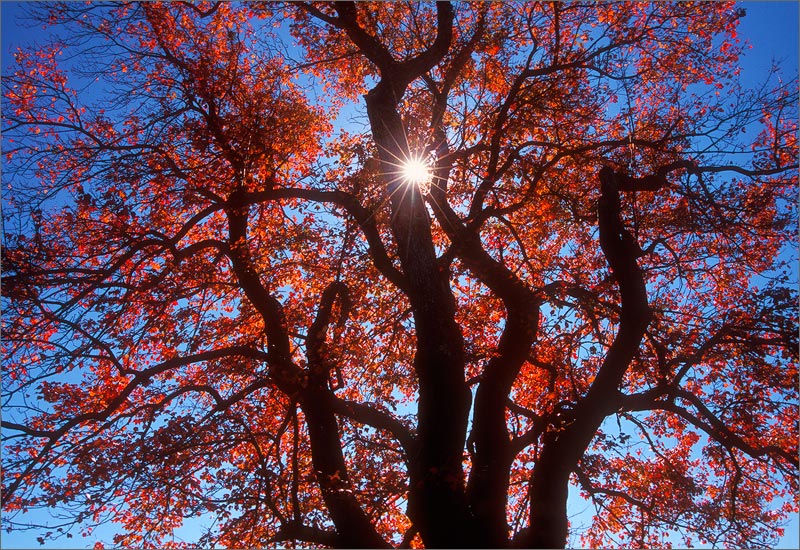 One of my favorite trees in my town.  Film -fuji velvia 50