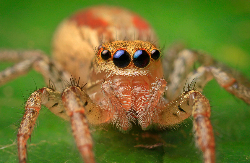 When I found this pretty female on the side of my house it was early in my jumping spider obsession and I was convinced I had...