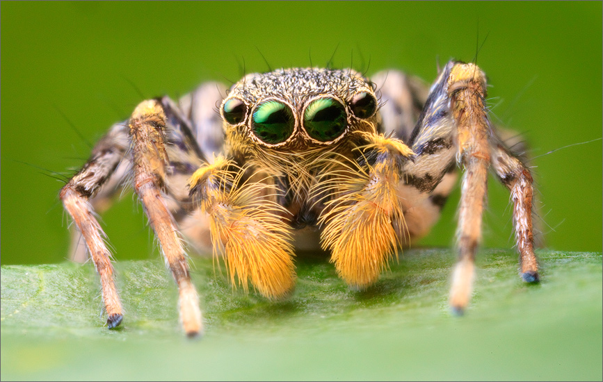 Wow! These guys are fast and very difficult to photograph. They seem to like to be vertical like the Familiar Jumpers (Platycryptus...