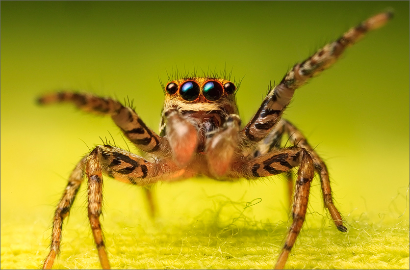 jumping spider, spider, arachnida, salticidae, insect, dimorphic jumper