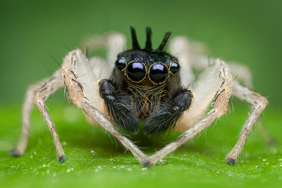 adult male (tufted morph)-  Maevia Inclemens is a common jumping spider in the North East found along tree lines hunting for...