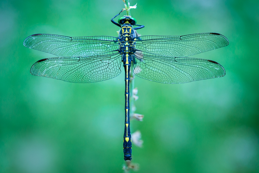 dragonfly, blue, dragon hunter, morning, dew, massachusetts, patrick zephyr, macro, photography