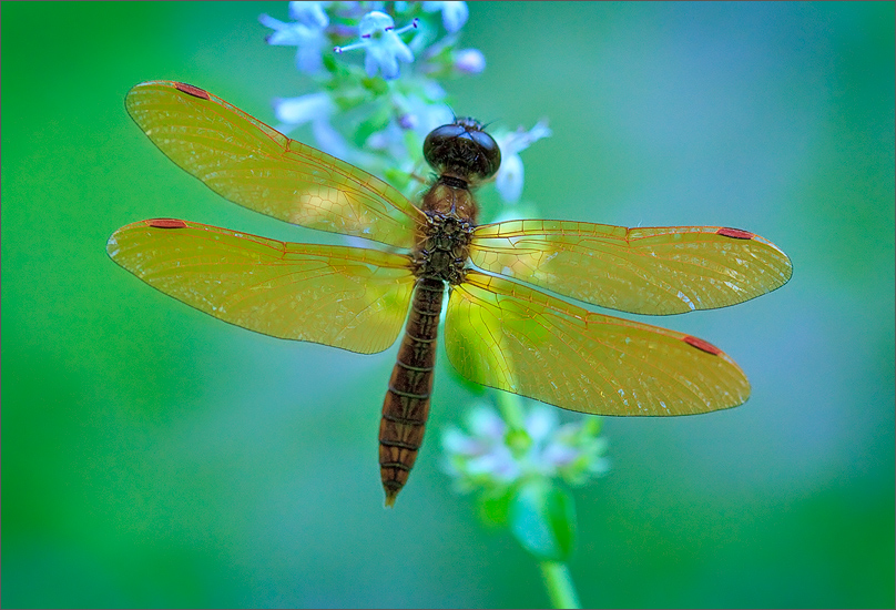 A small beautiful dragonfly I spent many hours trying to photograph last summer with no luck. After an afternoon of paddle boarding...