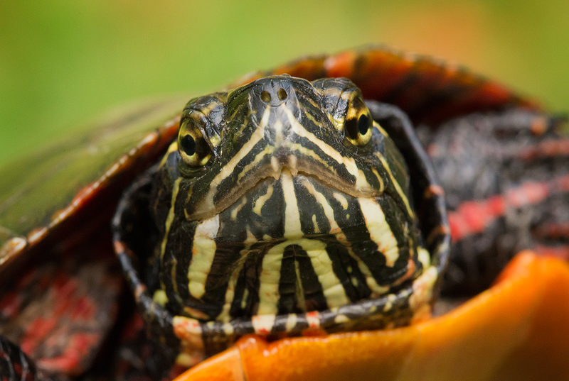 Quabbin Reservoir, MA Some cool facts: Most widespread native turtle in North America. They have been around for 15 million years...