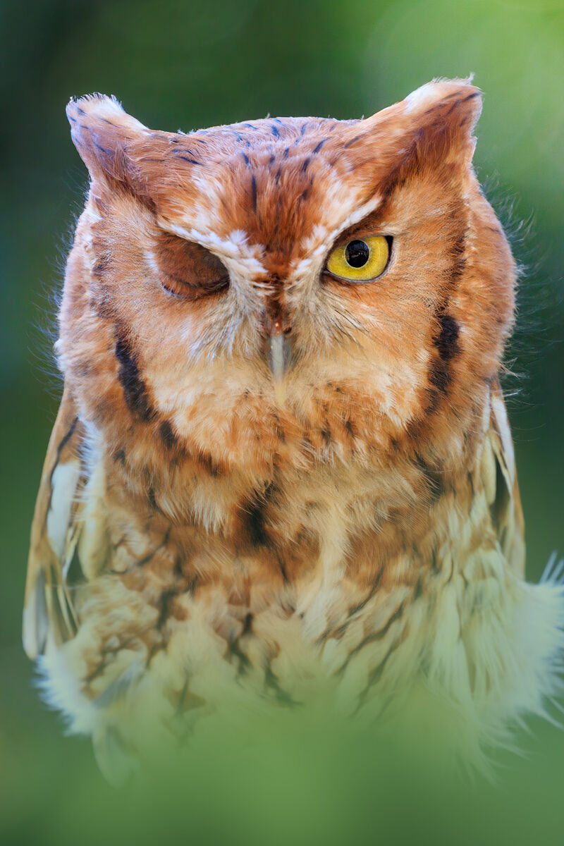 eastern screech owl, massachusetts