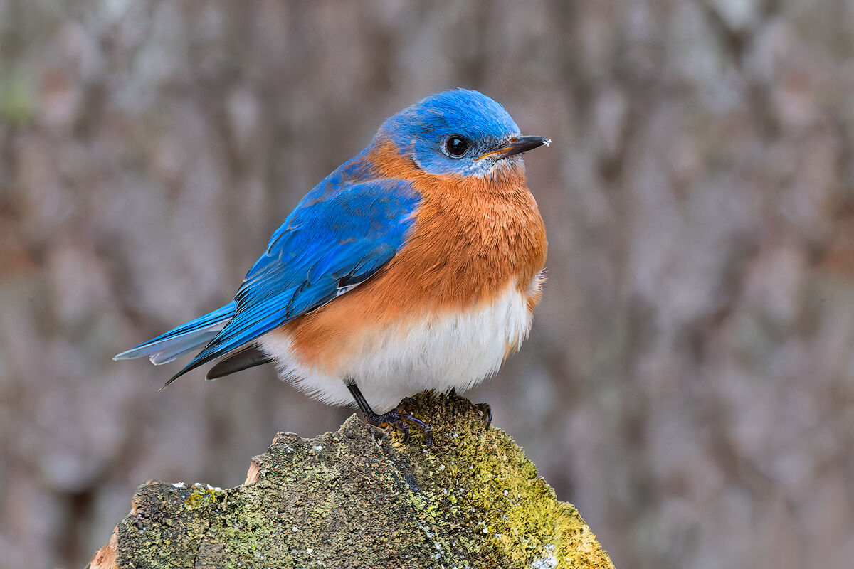 Sialia sialis, eastern bluebird