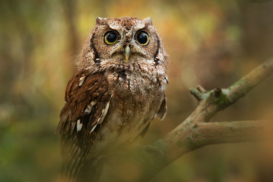 Megascops asio, eastern screech owl, owl, night, bird, Patrick Zephyr