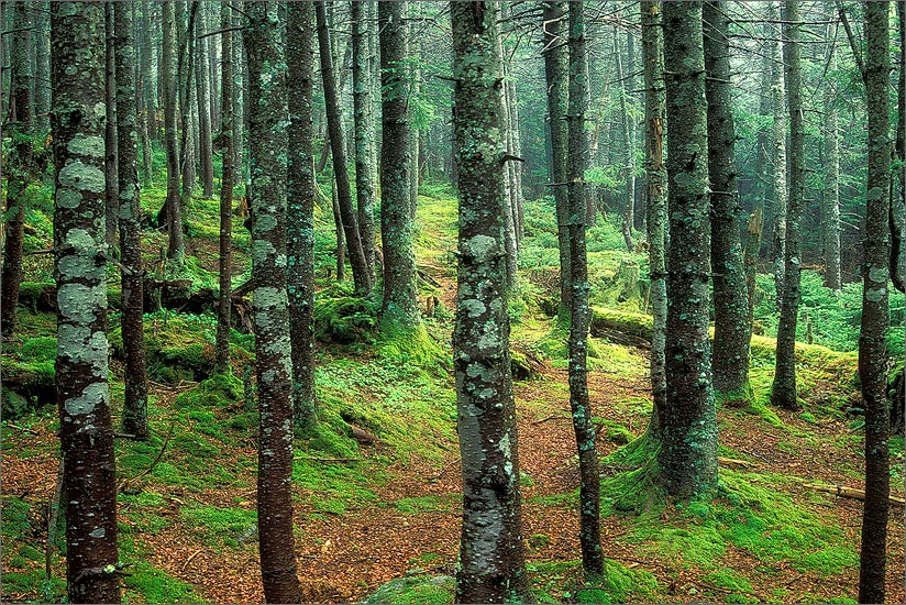 Emerald, forest, Vermont, moss