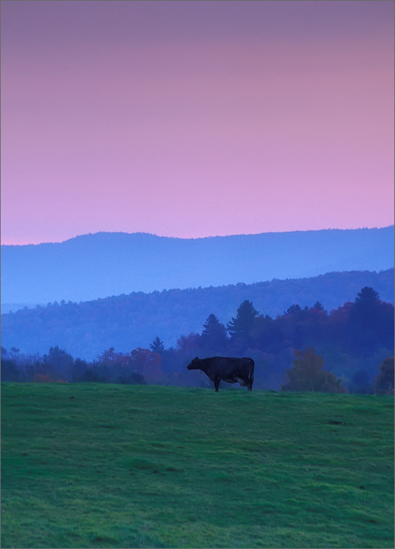 Vermont, sunrise, cow, pink