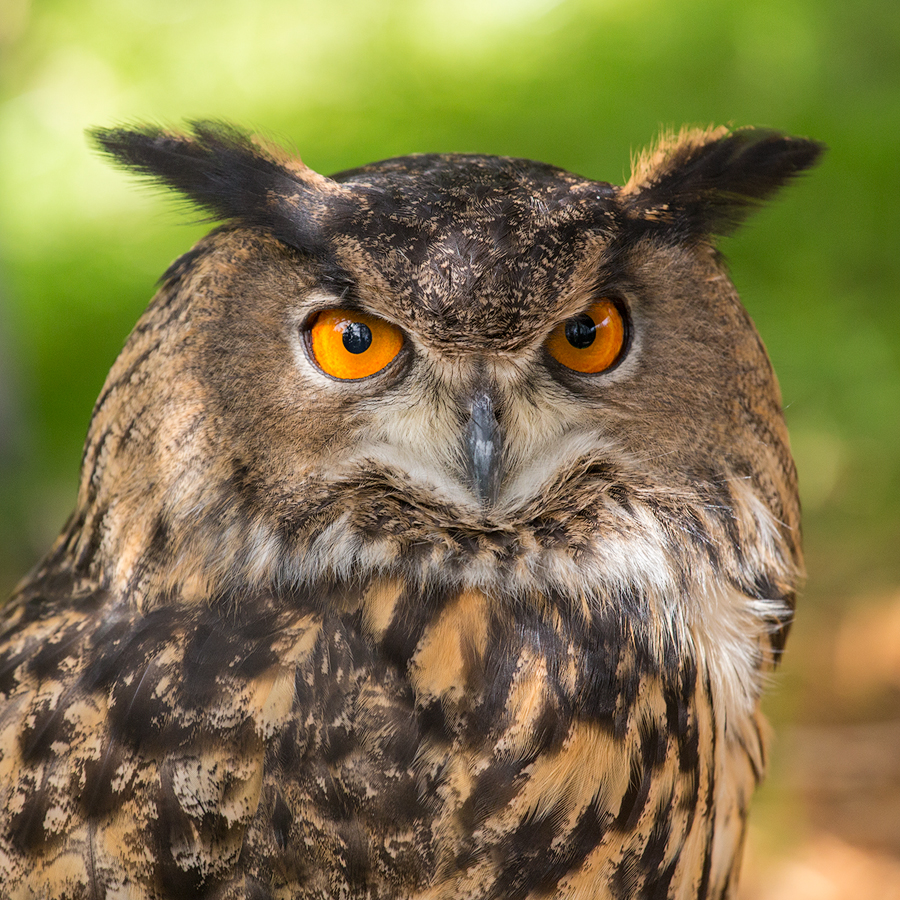 owl, eurasian eagle owl, florida, portrait, patrick zephyr