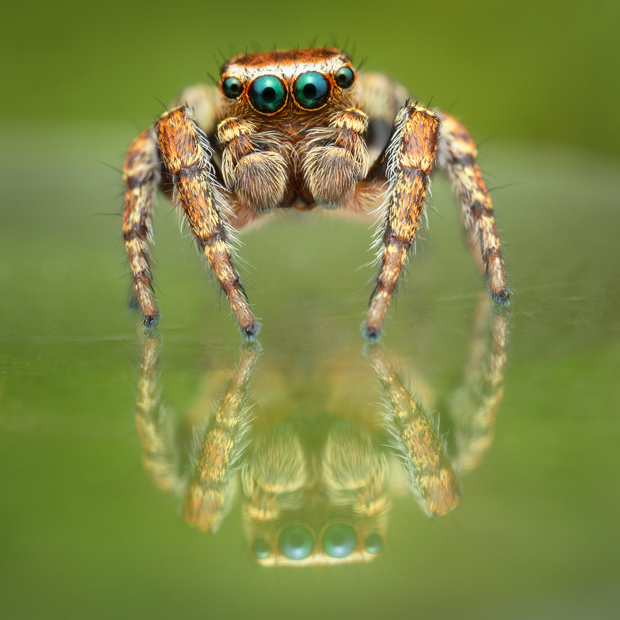 jumping spider, salticidae, Patrick Zephyr, Massachusetts,Evarcha hoyi
