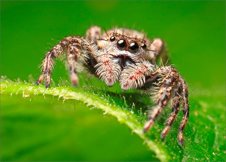 The first juming spider I ever photographed. My daughter found this spider for me while we were searching for frogs at one of...