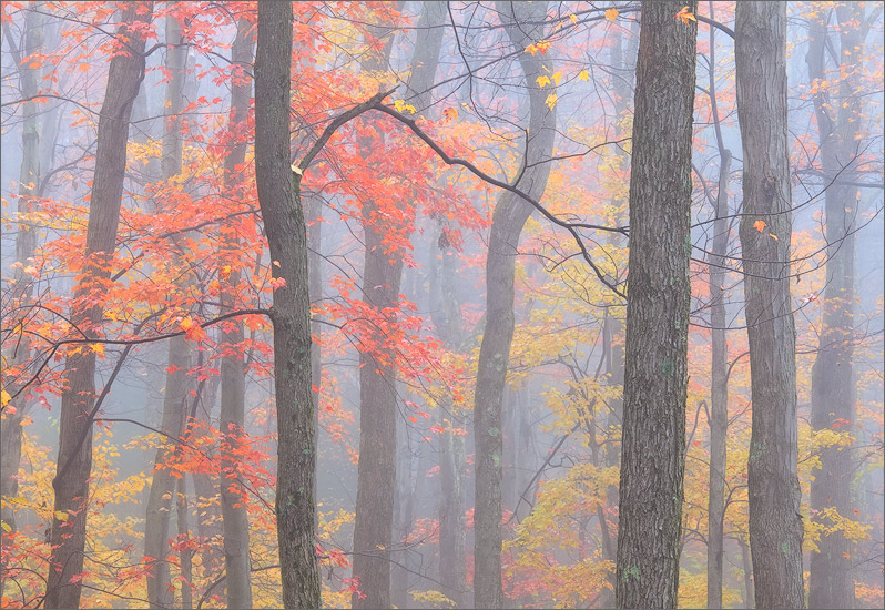 The mysterious pull of autumn fog in the forest is hard to resist. On this particular morning beautiful compositions seemed to...