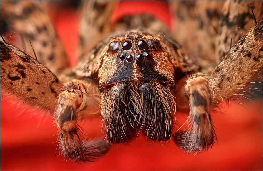 spider, jumping spider, arachnida, salticidae, insect, fishing spider