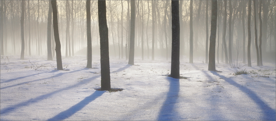 Fog, trees, Amherst, Massachusetts,  shadows