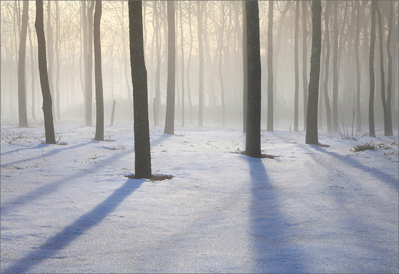 Forest, winter, fog, shadows, Amherst, Massachusetts,