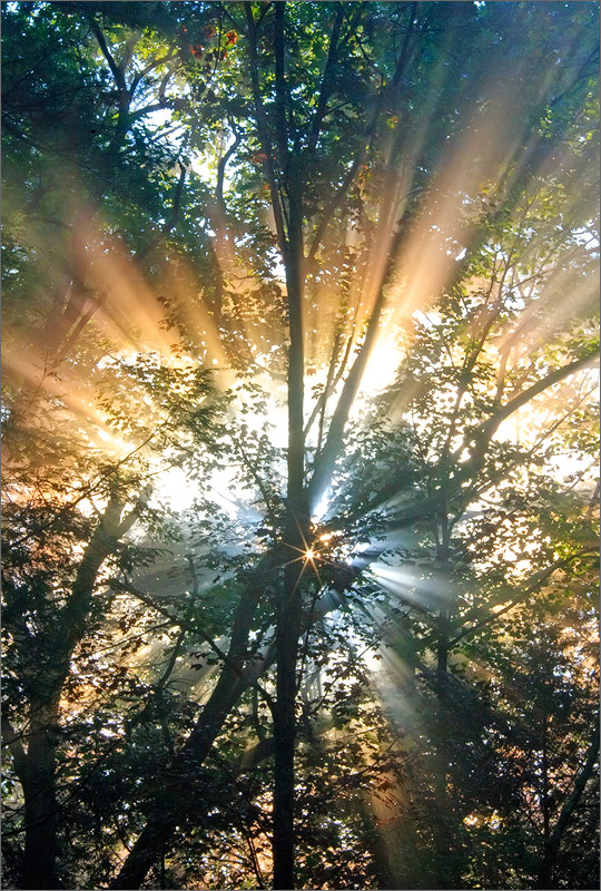 Forest, star, sun rays, quabbin reservoir, Massachusetts
