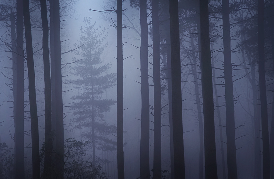 Fog, forest, trees, Wendell, Massachusetts