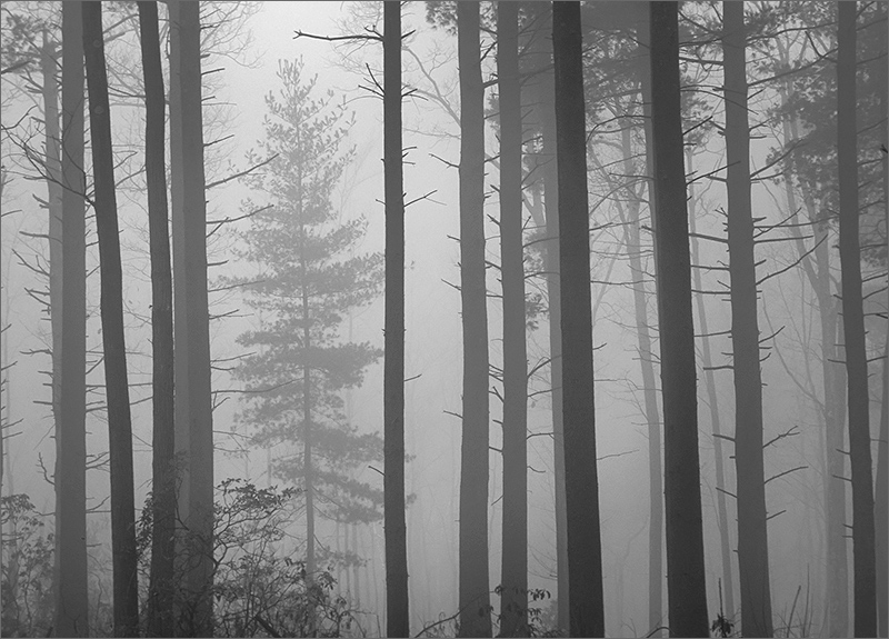 forest, Wendell, Massachusetts, fog