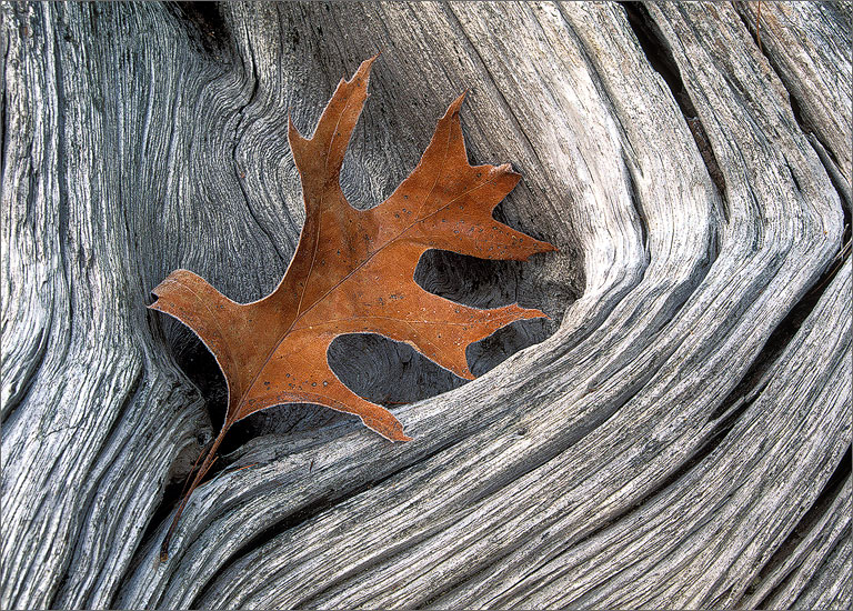 Frost, autumn, drift wood