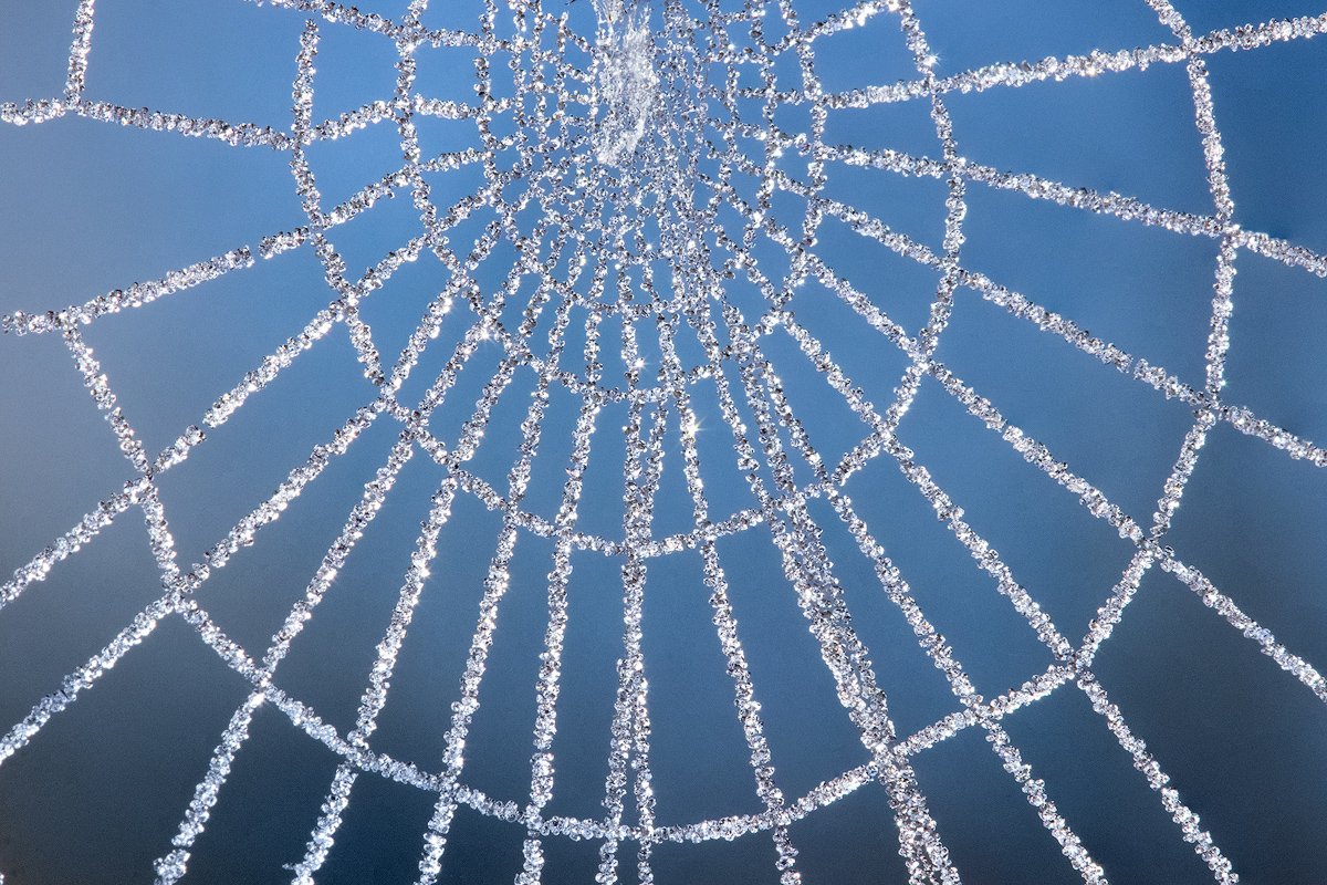 A special find! I have photographed many dew covered spiderwebs over the years but this was a first!!