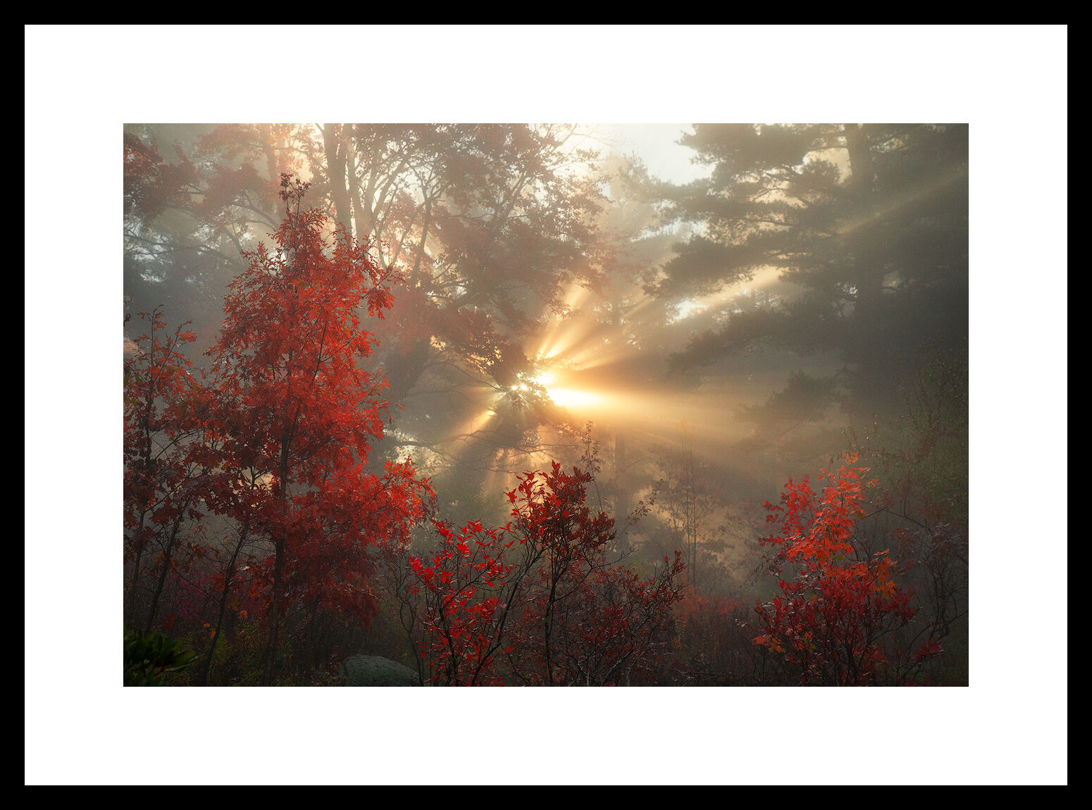 MATTED AND FRAMED PRINT - BLACK FRAME print preview