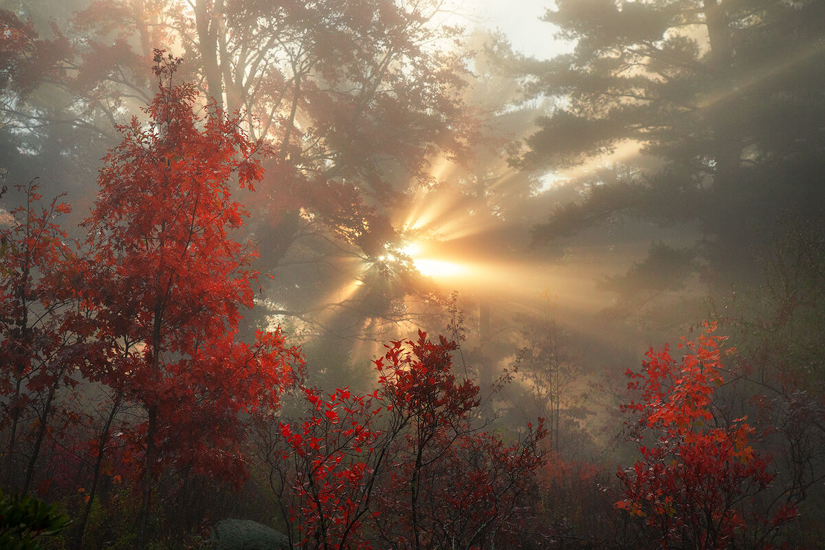 A capture from a morning wandering in the forest close to home this past autumn. It always seems to pass too quickly.