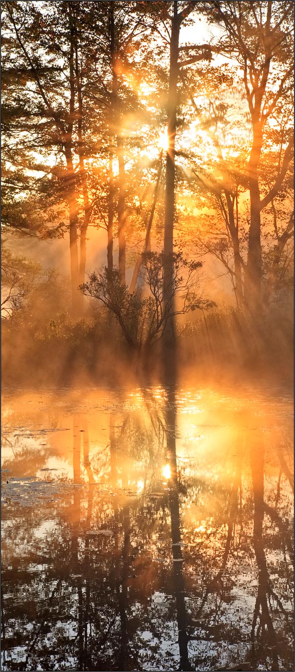 Sunrise, fog, Harvard pond, petersham, Massachusetts, orange, golden