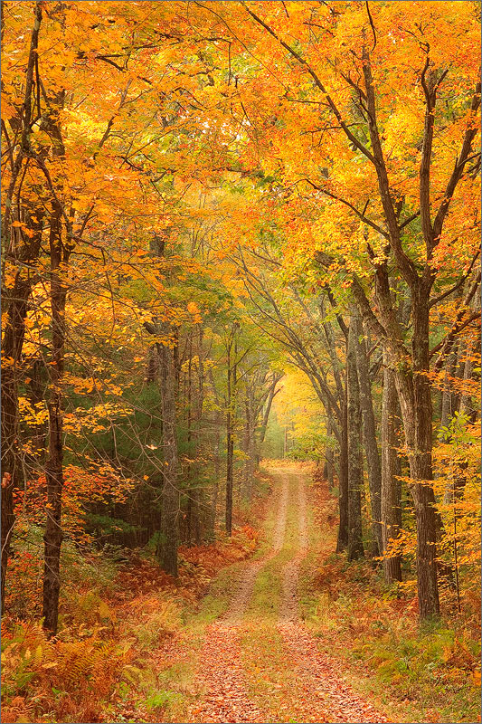 Quabbin reservoir, Massachusetts, gold, autumn, trail, forest