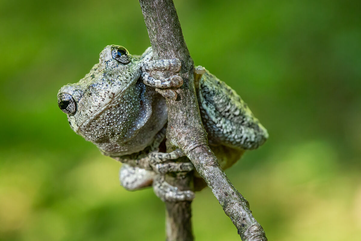 gray treefrog, amphibian, massachusetts