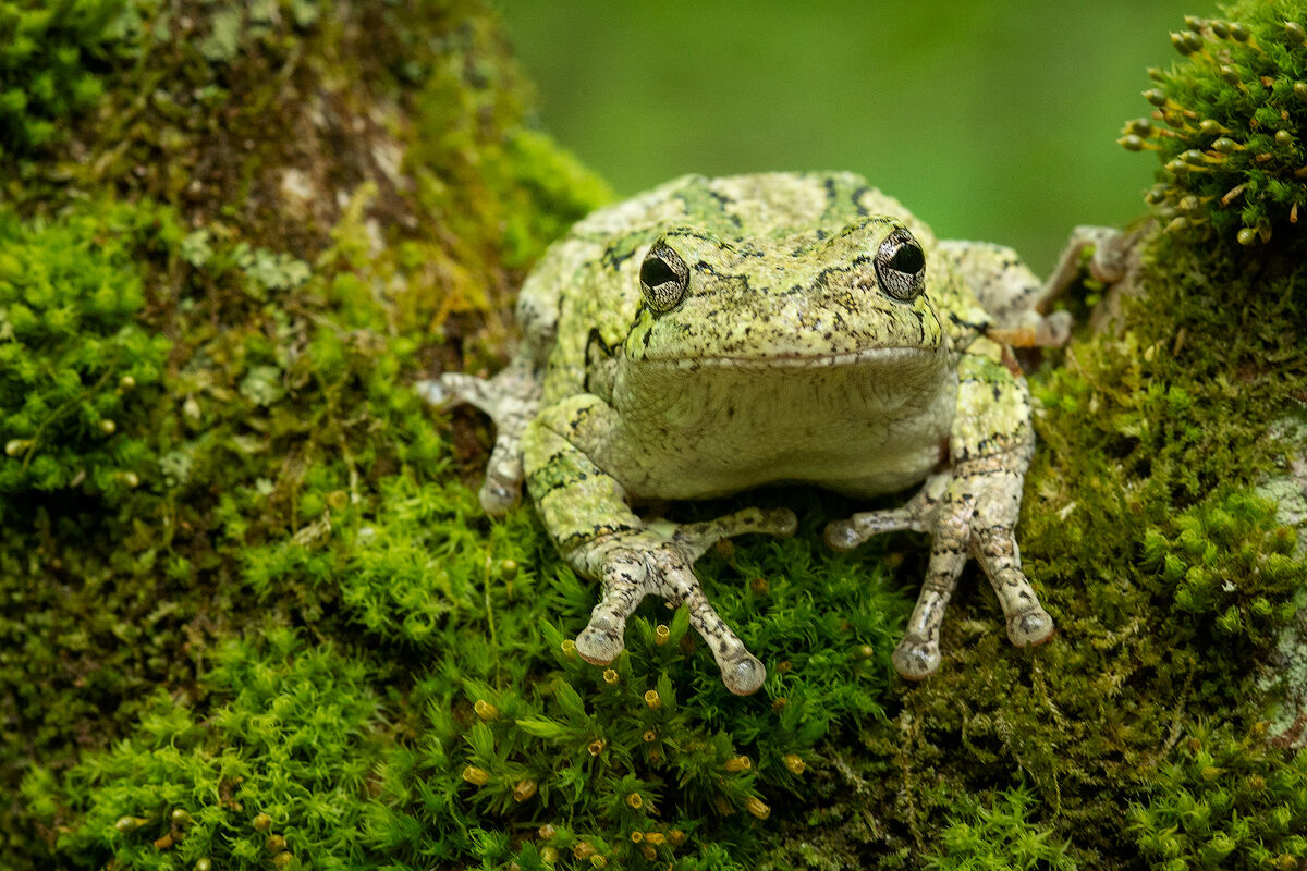 gray treefrog, amphibian, massachusetts