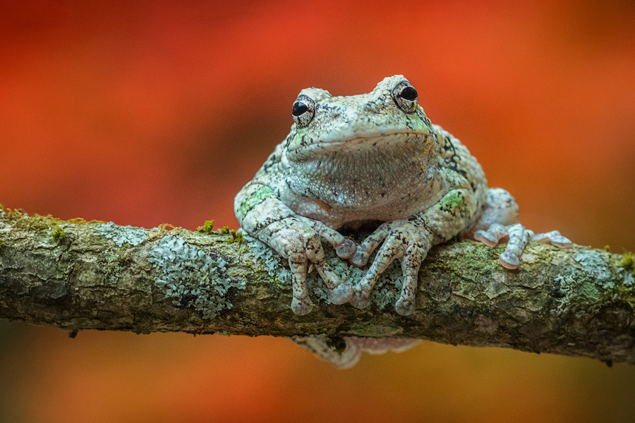 gray tree frog, autumn,Hyla versicolor, amphibian, tree frog, frog, Patrick Zephyr