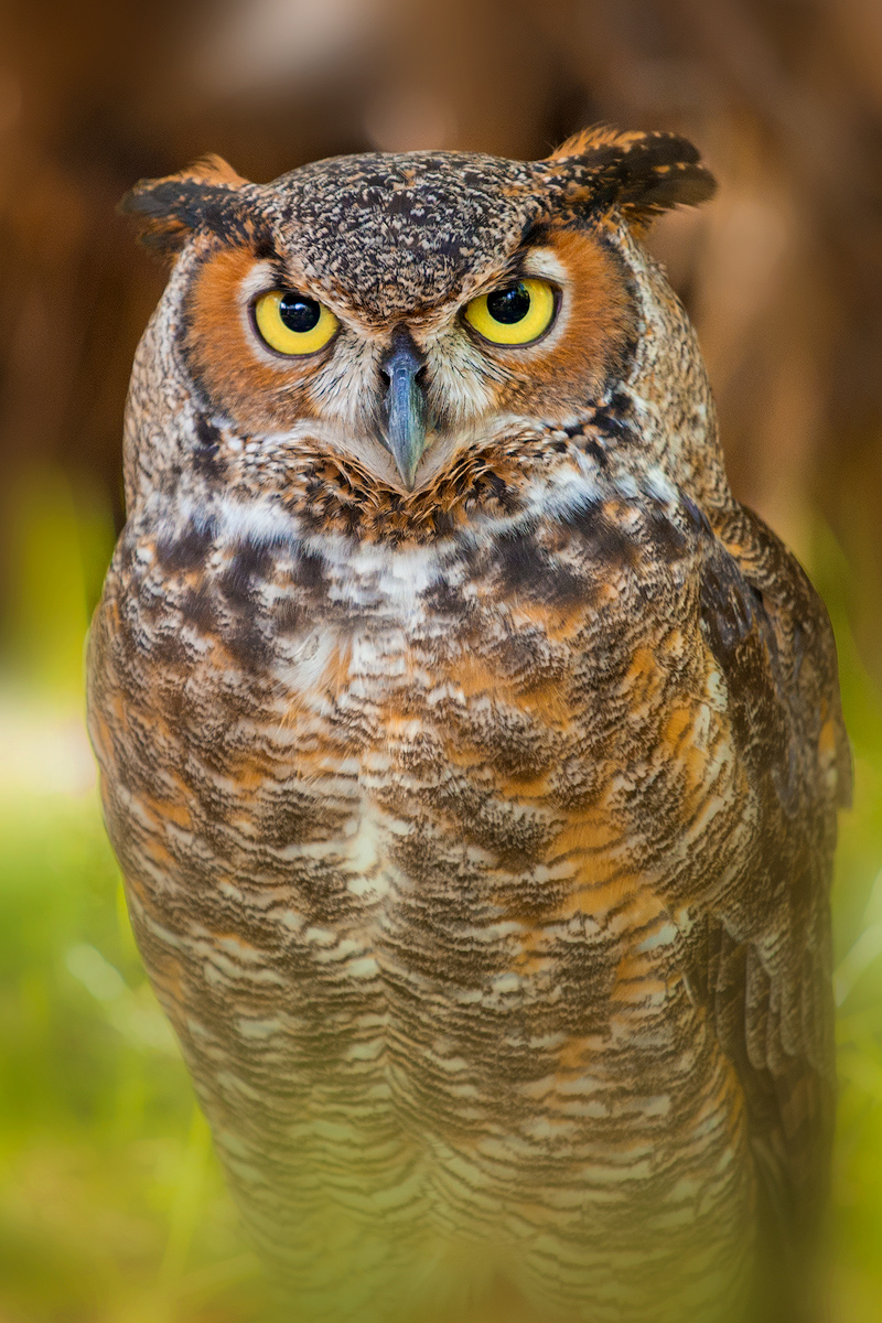 Bubo virginianus