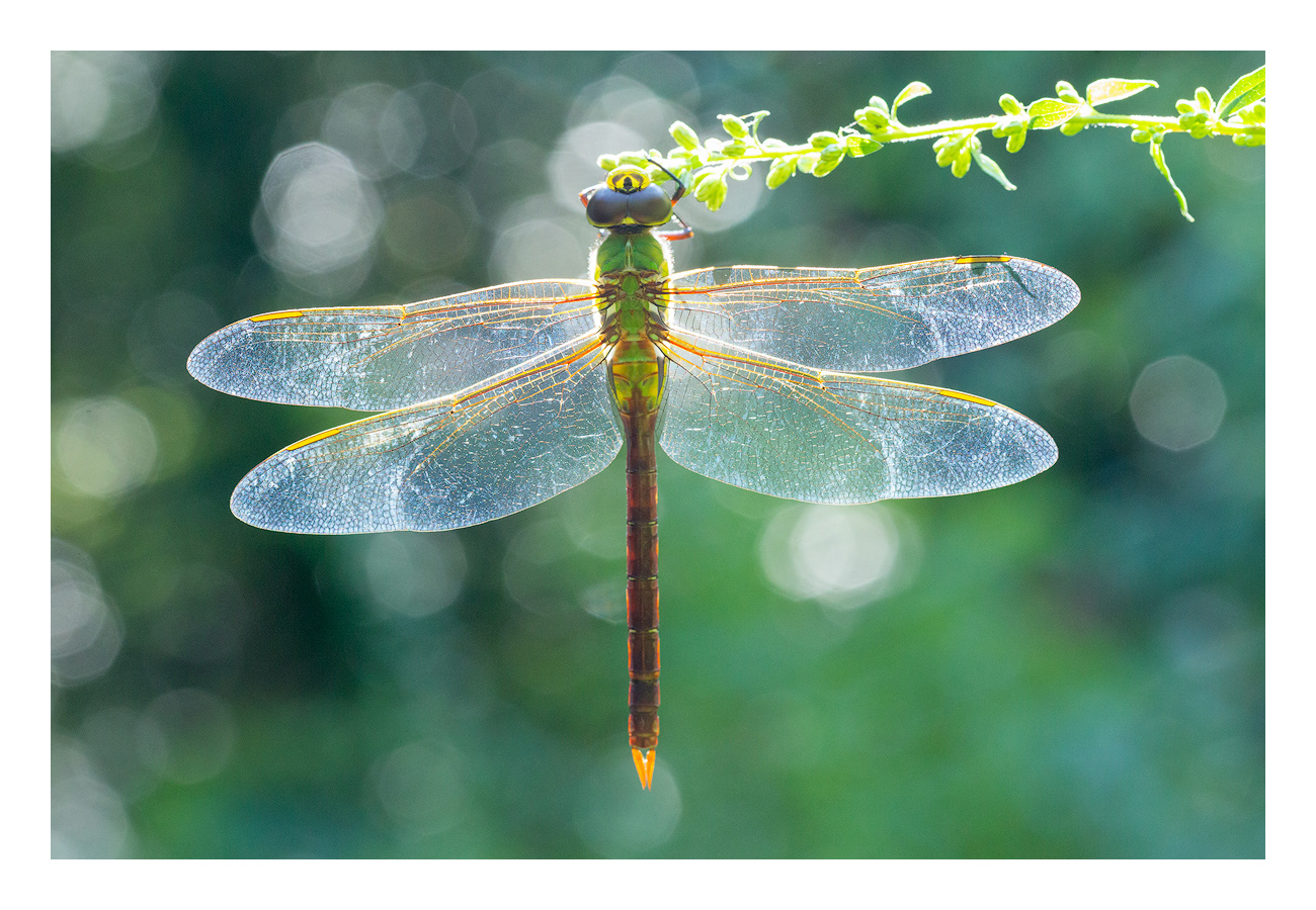 FINE ART NOTE CARD print preview