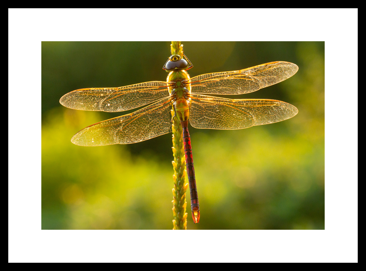 MATTED AND FRAMED PRINT - BLACK FRAME print preview