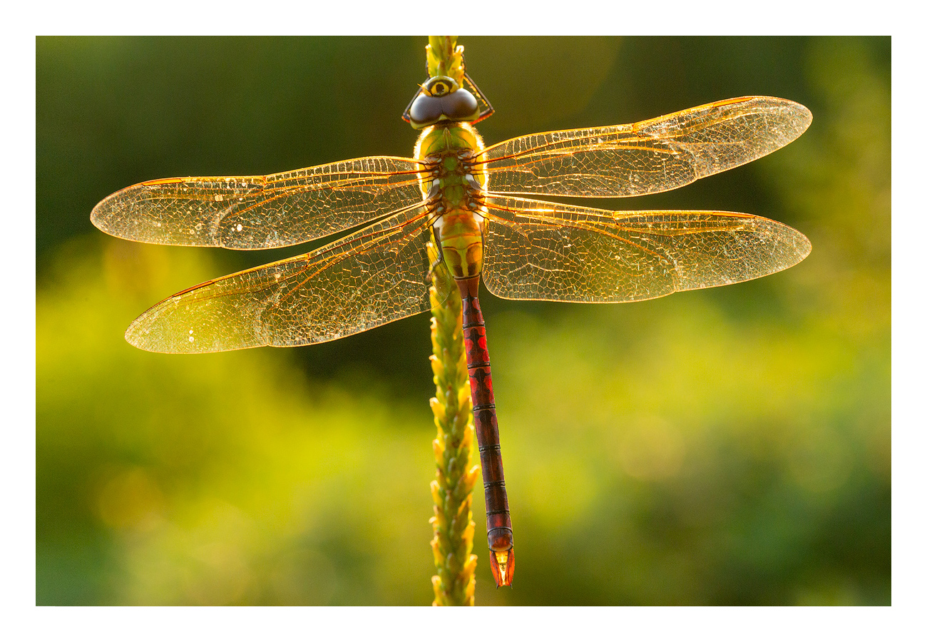 FINE ART NOTE CARD print preview