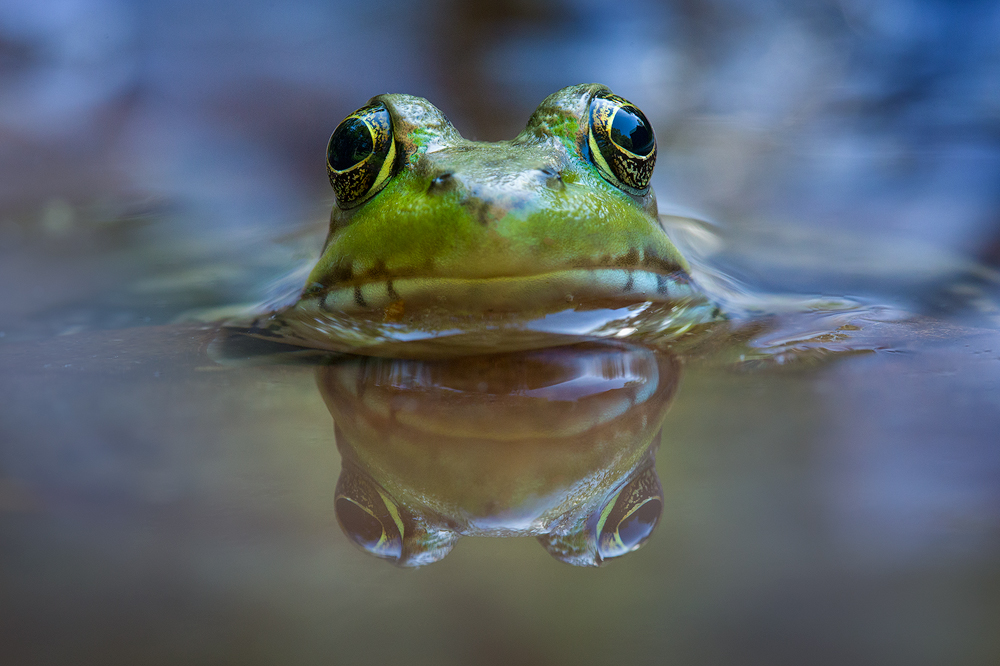 Lithobates clamitans This is an image I've had in my mind for so long :-) I finally got around to capturing it. Thanks Mr cooperaive...