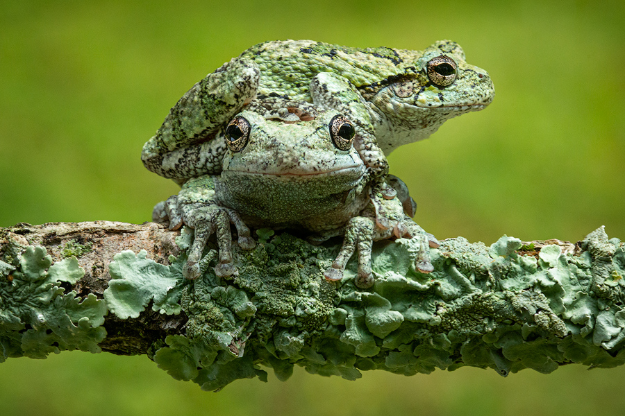 Gray Treefrogs