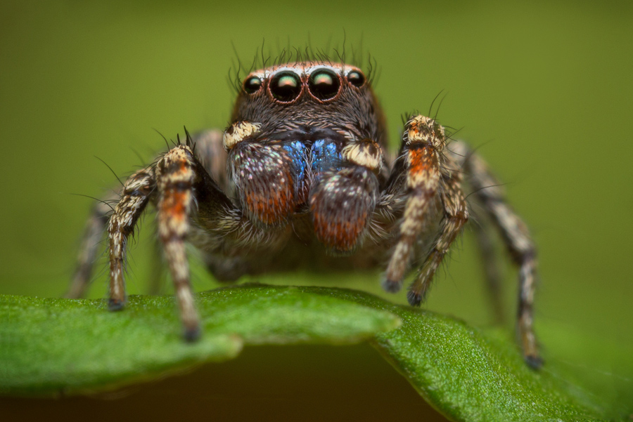 adult male-The only Paradise spider I've witnessed with metalic blue chelicerae.&nbsp;