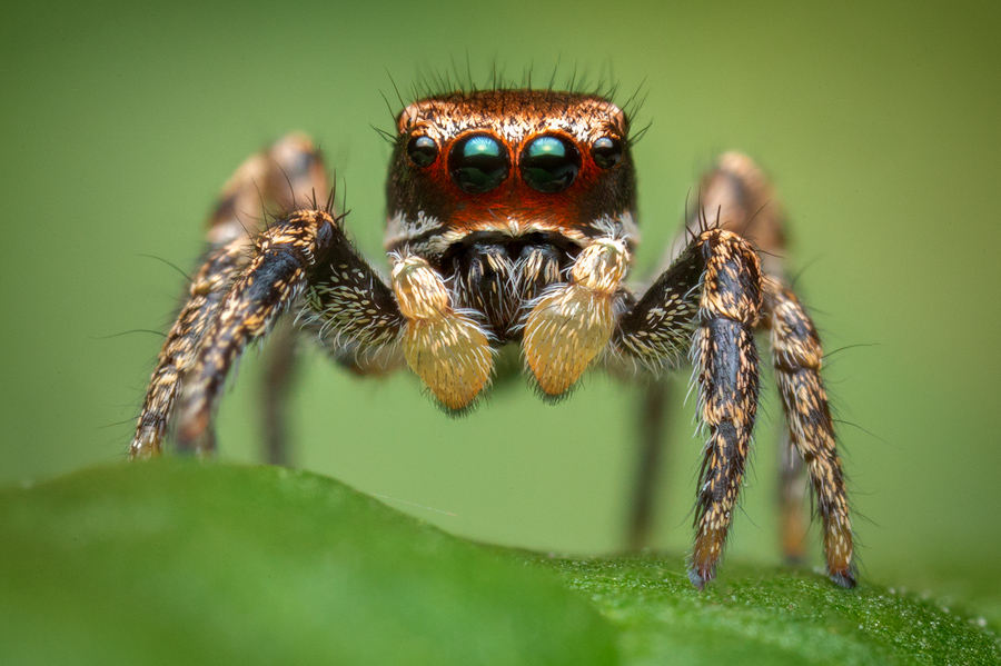 Penultimate male- These guys were so tiny (2-3mm) it was impossible to see the red on their faces in the field. It wasn't until...